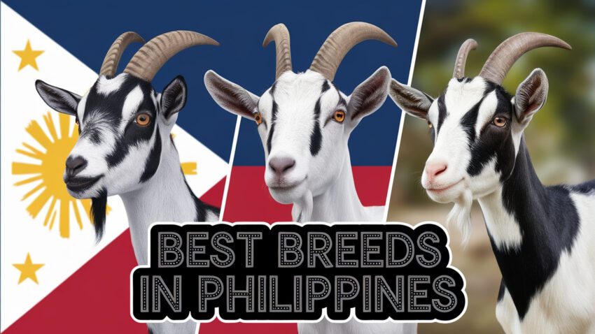 Best Goat Breeds in the Philippines for Profitable Farming