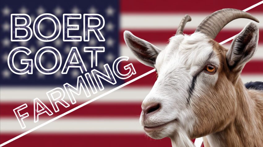 Boer Goat Farming in the USA A Beginner's Guide