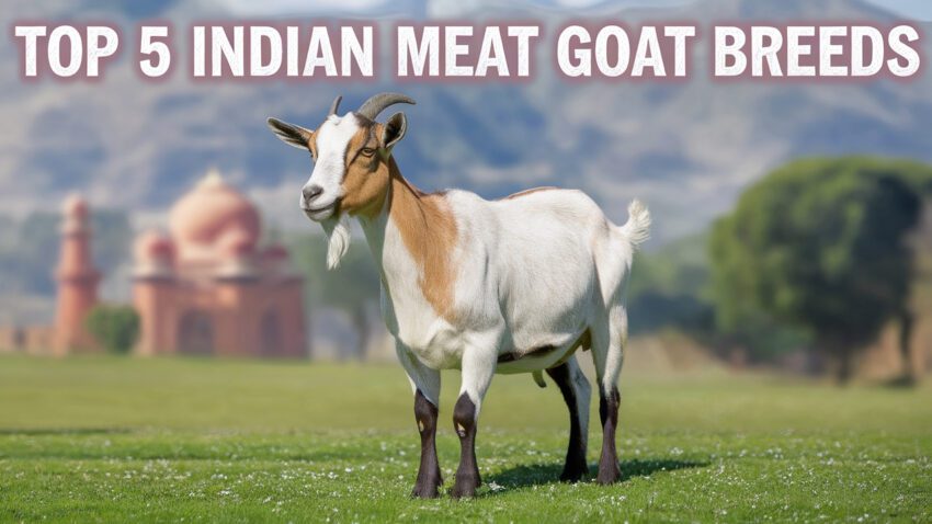 Discover the Best Indian Meat Goat Breeds for Profitable Farming