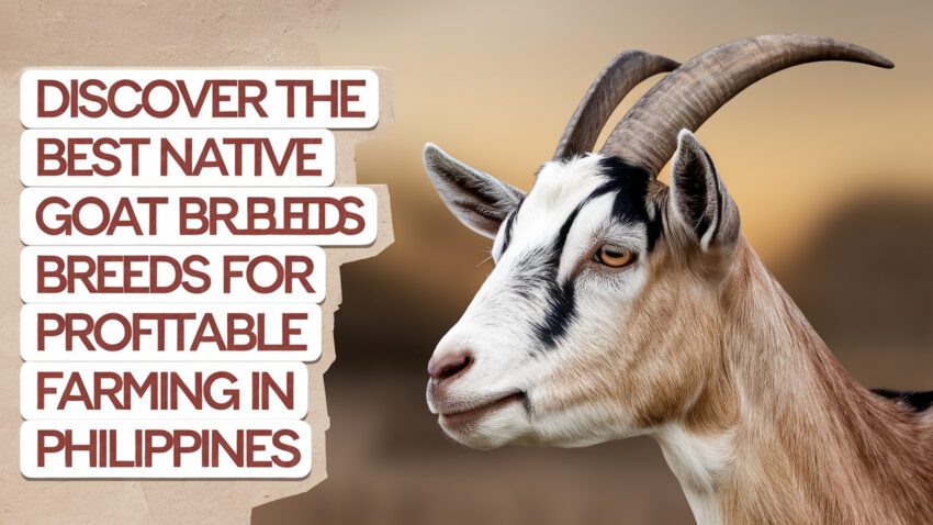 Discover the Best Native Goat Breeds for Profitable Farming in the Philippines