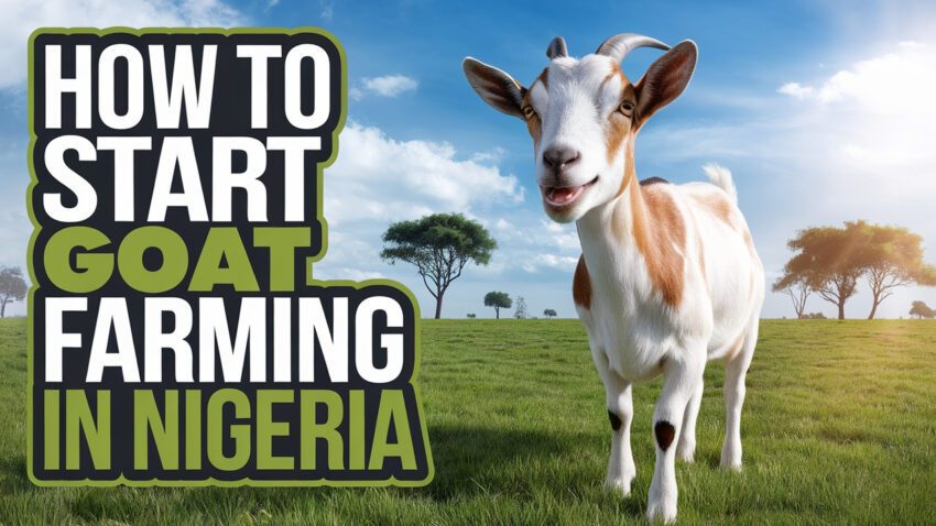 How to Start Goat Farming in Nigeria Costs, Planning & Tips