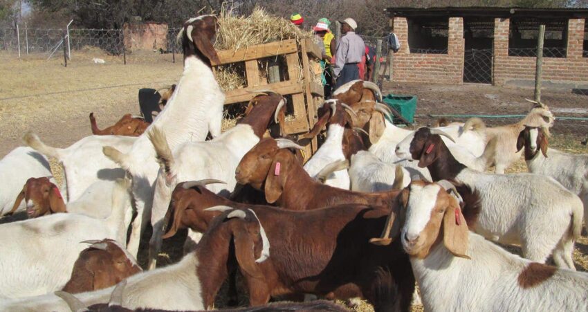 Michview Enterprises: Zimbabwean-Based Goat Breeders and Sellers