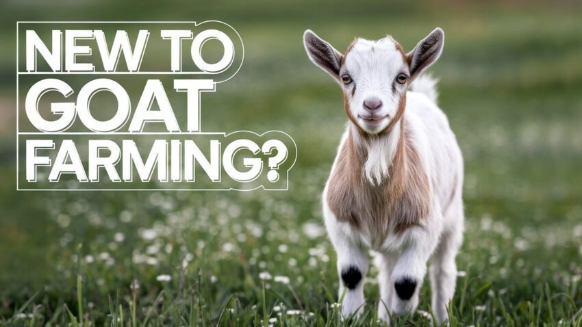 New Goat Farmers Top Questions to Ask (ft. Dr. Rachael McGowan)