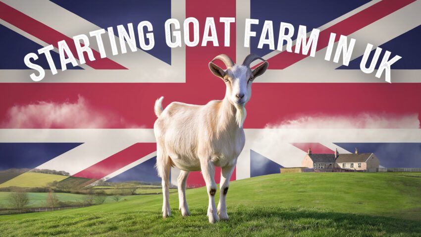 Starting A Goat Farm in UK Complete Guide