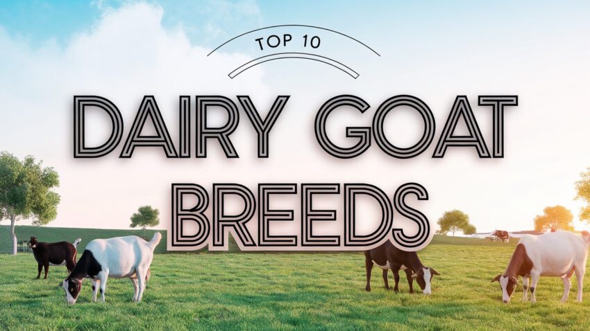 Top 10 Dairy Goat Breeds for Milk Production