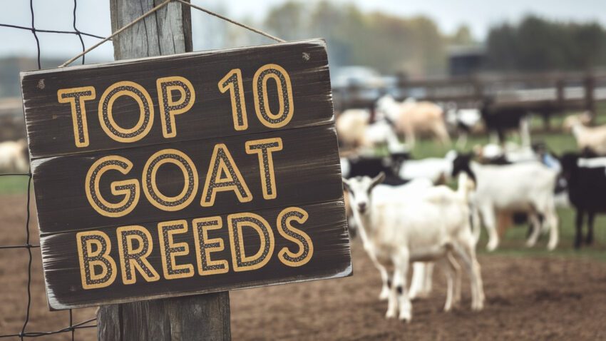 Top 10 GOAT Breeds